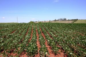 A guide to planting beans